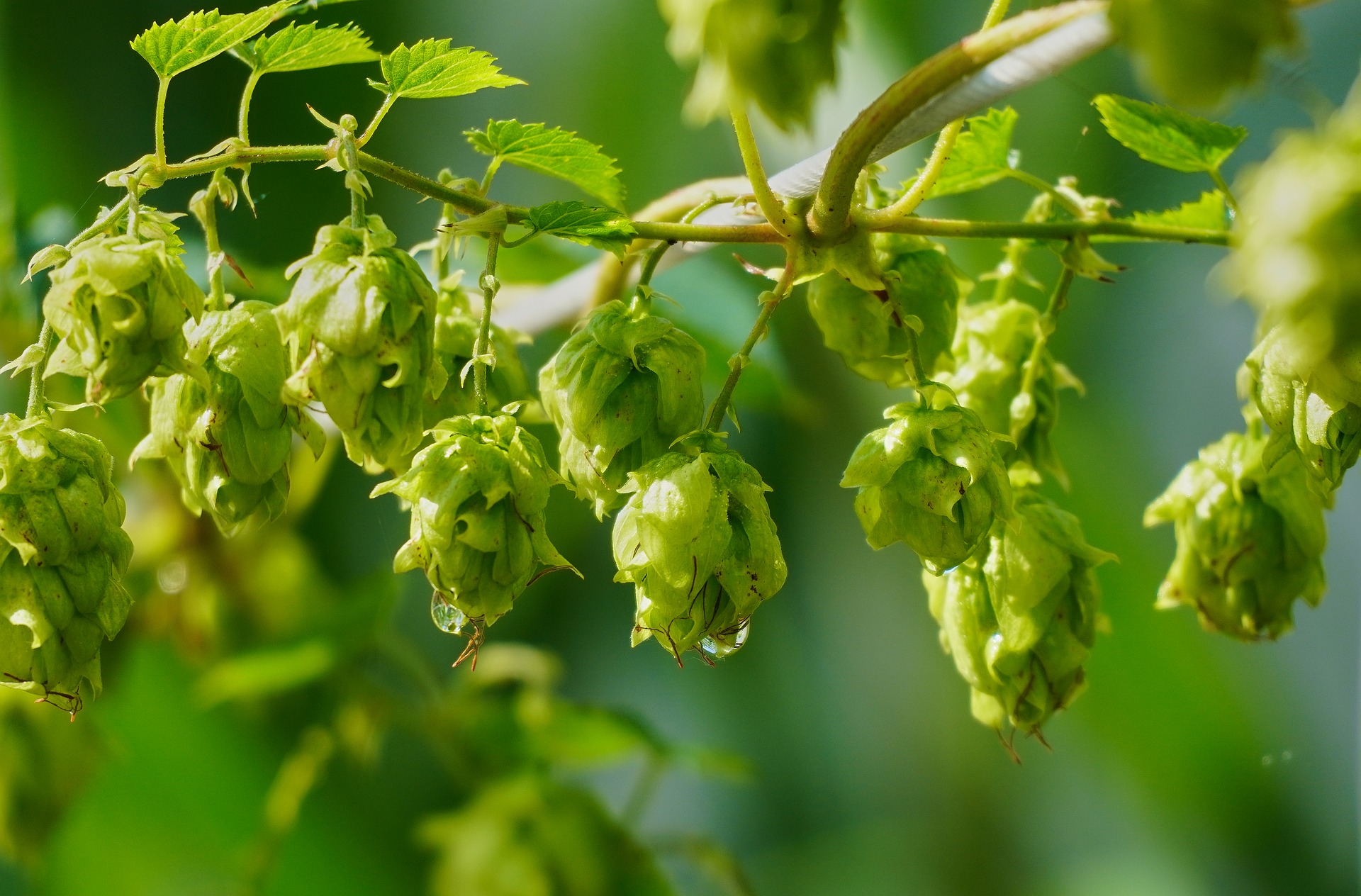 hops are an essential homebrew beer ingredient