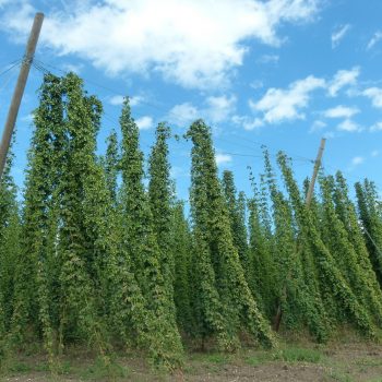 beer-hops-growing