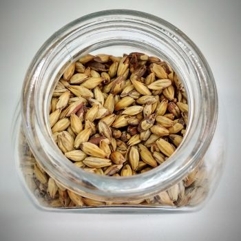 malt-barley-is-essential-for-homebrew-beer