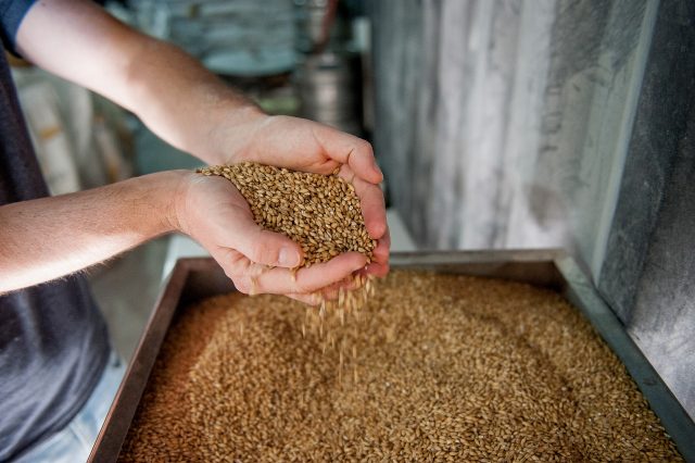 malt is a key ingredient in beer